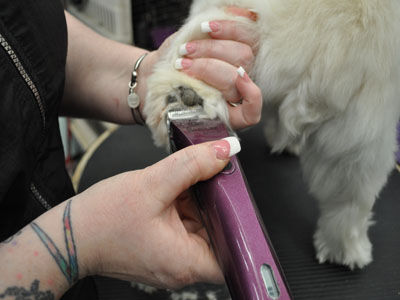 Pet Westie Trim